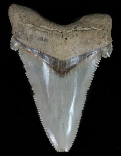 Serrated, Angustidens Tooth - Megalodon Ancestor #61695